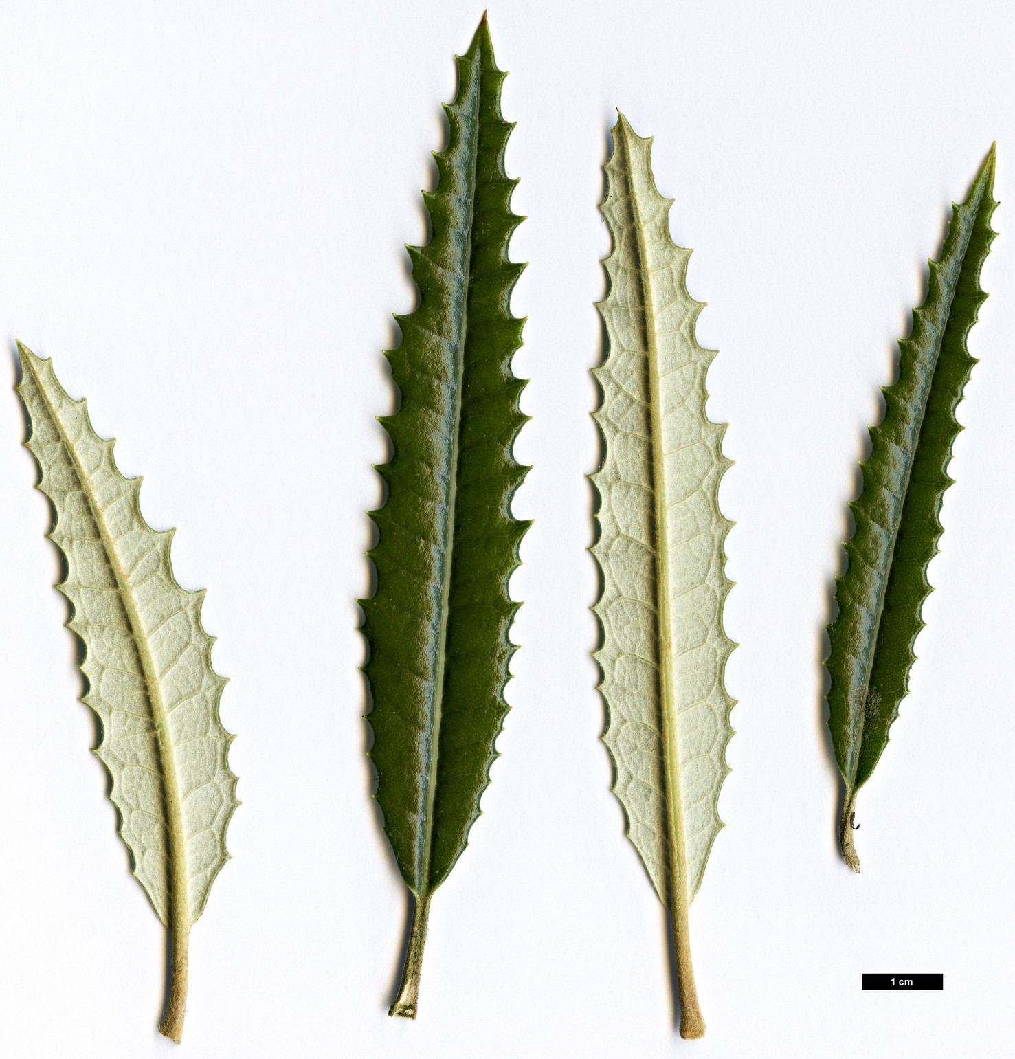 High resolution image: Family: Asteraceae - Genus: Olearia - Taxon: ×mollis - SpeciesSub: ’Zennoriensis’ (O.ilicifolia × O.lacunosa)